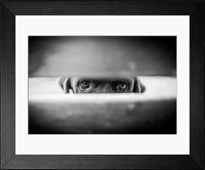 Framed Print : Innocent eyes of a dog
