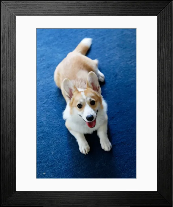 Framed Print : Smiling Puppy Framed Print : Smiling Puppy