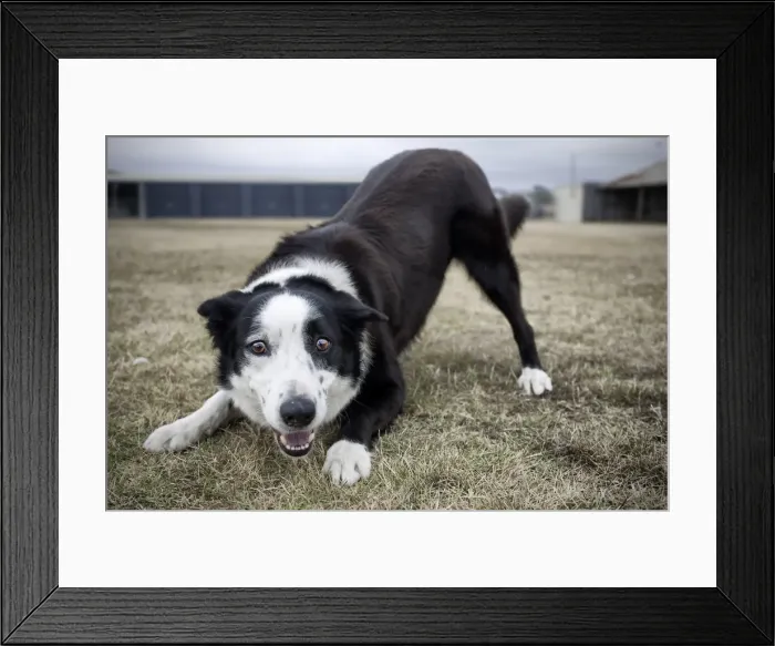 Framed Print : Lets Play. A border collie dog adopting the classic play crouch trying Framed Print : Lets Play. A border collie dog adopting the classic play crouch trying