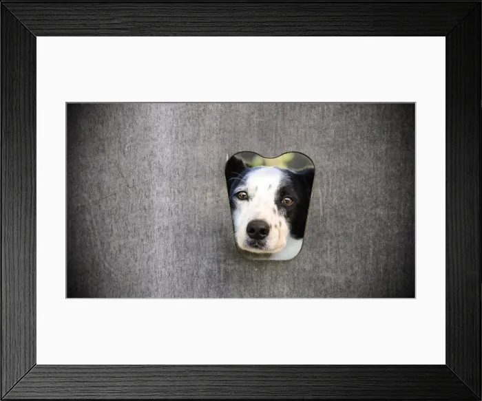 Framed Print : Looking out