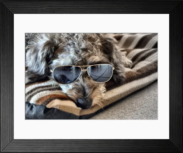 Framed Print : Cool Dude Dog Framed Print : Cool Dude Dog
