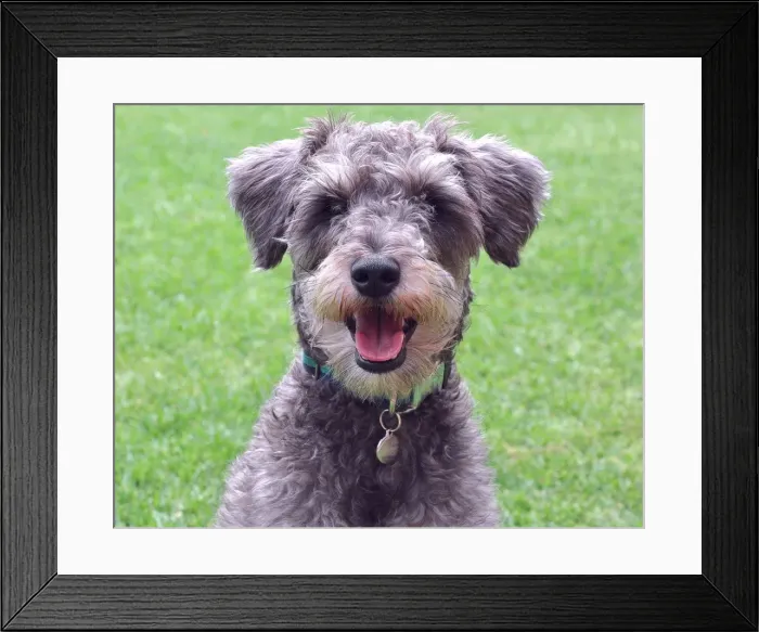 Framed Print : Portrait of a Dog Framed Print : Portrait of a Dog
