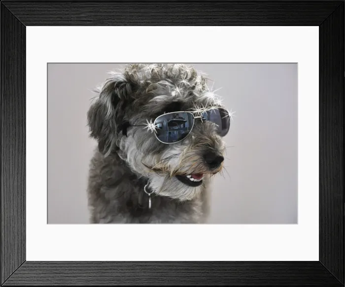 Framed Print : Cool Dude Dog Framed Print : Cool Dude Dog