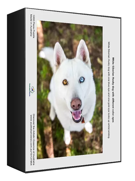 White Siberian Husky dog with different color eyes