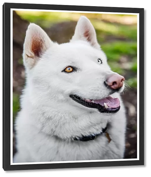 White Siberian Husky dog portrait
