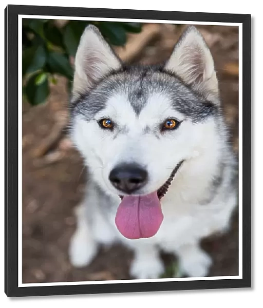 Grey and white Siberian Husky dog looks up