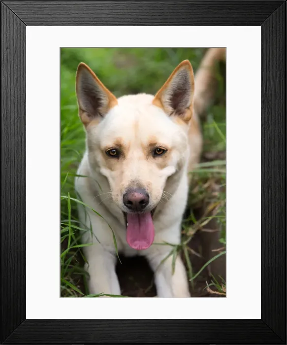 Framed Print : Dog looks into the camera smiling