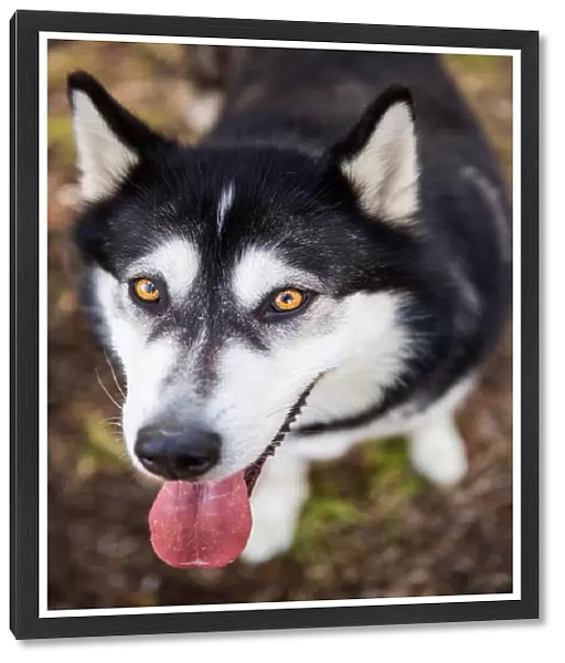 Black and white Alaskan Malamute dog