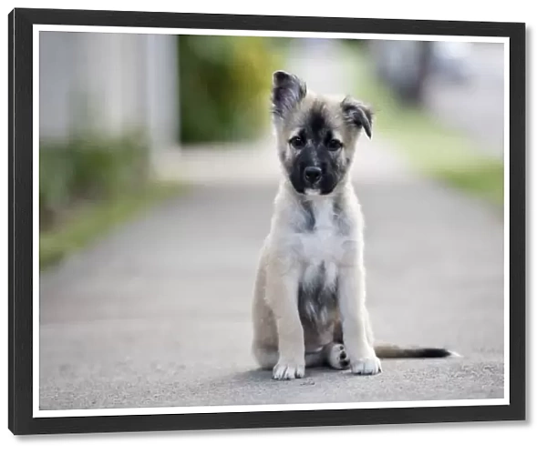 Small dog. a german shepherd puppy sitting in a middle of a footpath