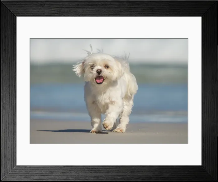 Framed Print : Dog on beach. South Australia