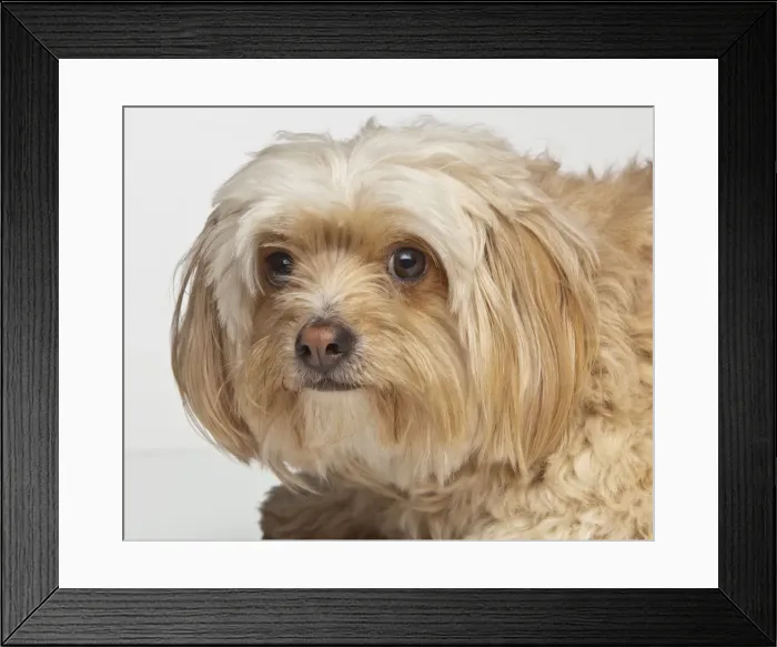 Framed Print : Australia Framed Print : Australia