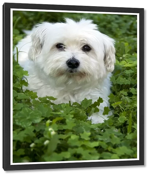 White fluffy dog sitting in green clover