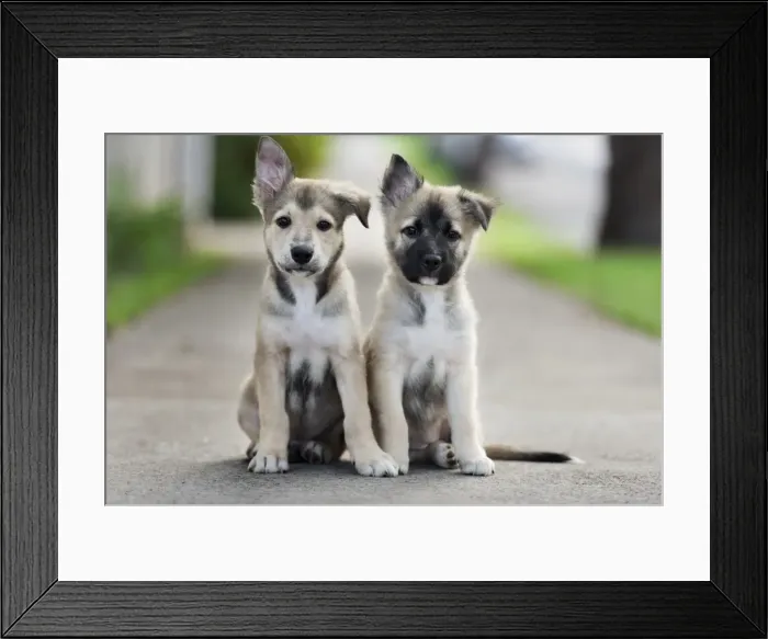 Framed Print : a pair. a portrait of a pair of german shepherd puppies Framed Print : a pair. a portrait of a pair of german shepherd puppies