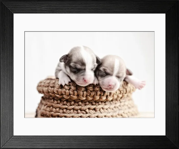 Framed Print : pot of pups Framed Print : pot of pups
