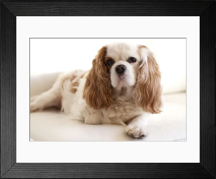 Framed Print : Reclining in white