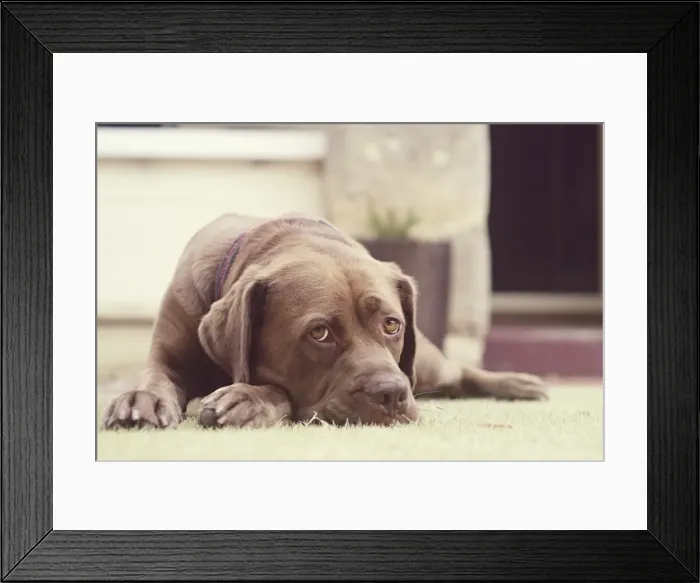 Framed Print : Brown dog lying on grass
