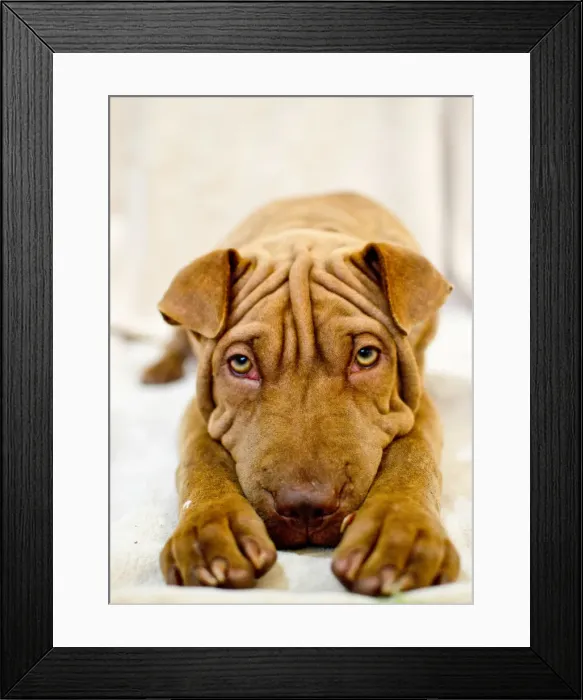 Framed Print : Lazy dog Framed Print : Lazy dog