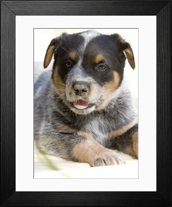 Framed Print : Close-up of puppy lying on sand Framed Print : Close-up of puppy lying on sand