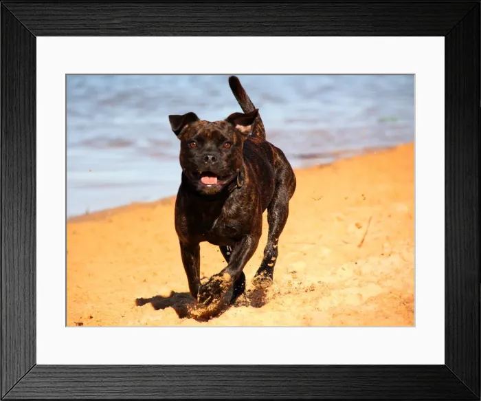 Framed Print : Pit bull on the beach