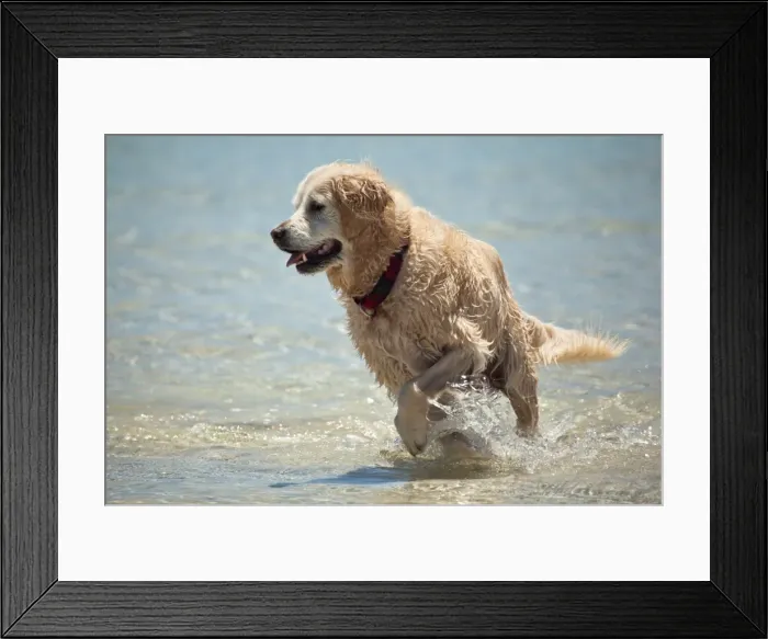 Framed Print : Dogs. Australian Views ANIMALS: Dogs Framed Print : Dogs. Australian Views ANIMALS: Dogs