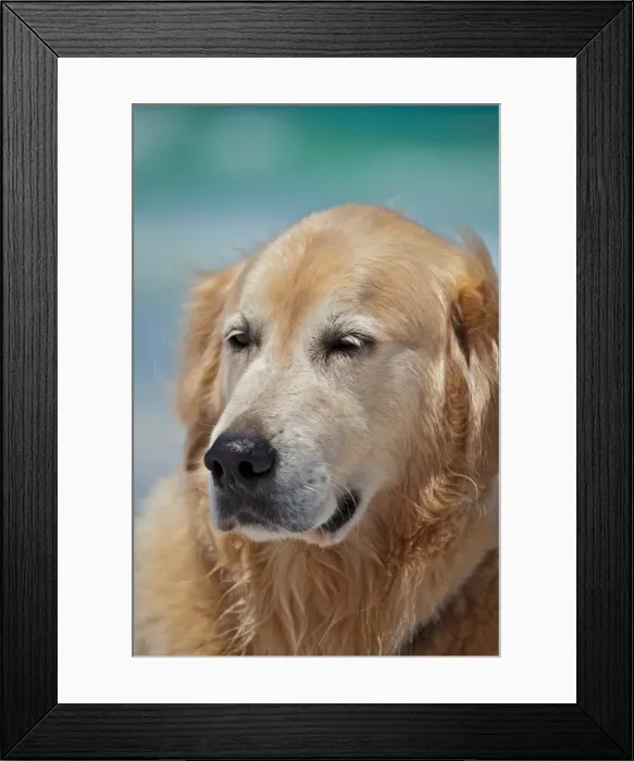 Framed Print : Dogs. Australian Views ANIMALS: Dogs Framed Print : Dogs. Australian Views ANIMALS: Dogs