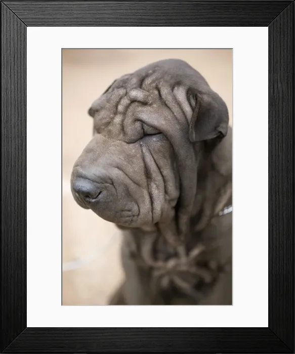 Framed Print : Portrait of a Shar-Pei dog, close-up Framed Print : Portrait of a Shar-Pei dog, close-up