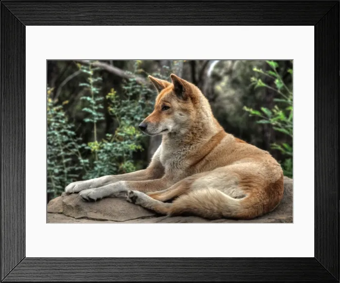 Framed Print : Dog sitting on rock Framed Print : Dog sitting on rock