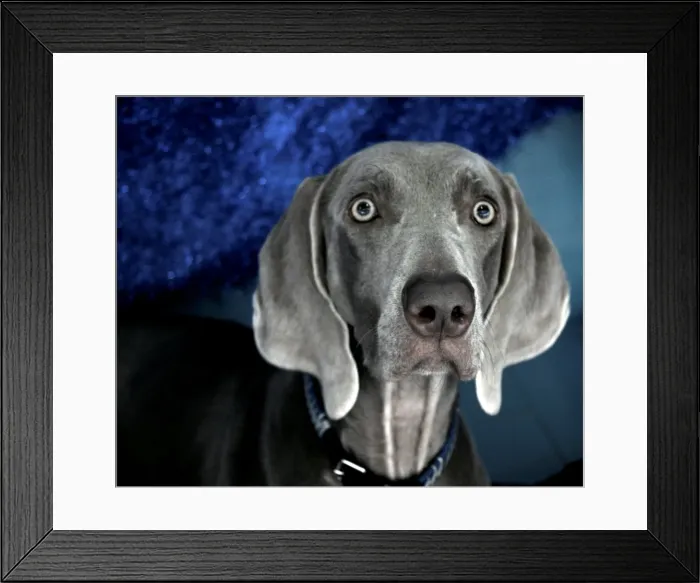 Framed Print : Stunned Dog Framed Print : Stunned Dog