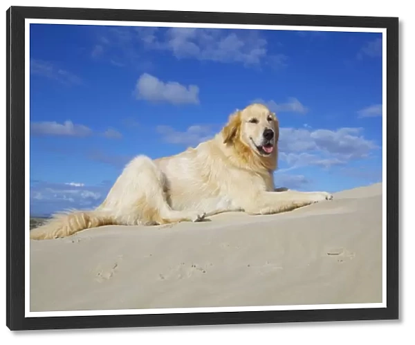 Dog sitting in sand