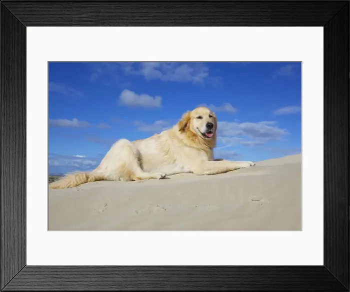 Framed Print : Dog sitting in sand