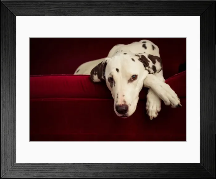 Framed Print : Dalmatian dog on red lounge Framed Print : Dalmatian dog on red lounge