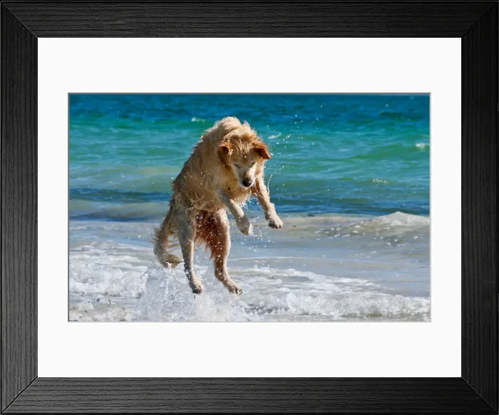Framed Print : Gold retriever