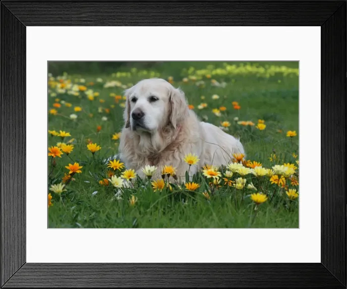 Framed Print : Asha surrounded by yellow and orange