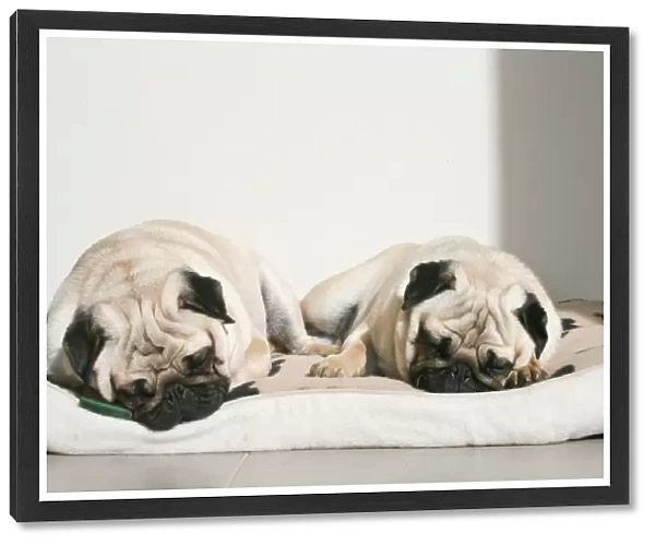 Sleeping pug dogs