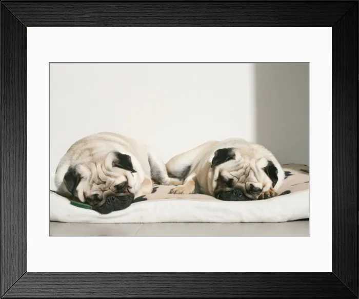 Framed Print : Sleeping pug dogs Framed Print : Sleeping pug dogs