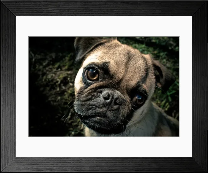 Framed Print : Pug dog puppy Framed Print : Pug dog puppy