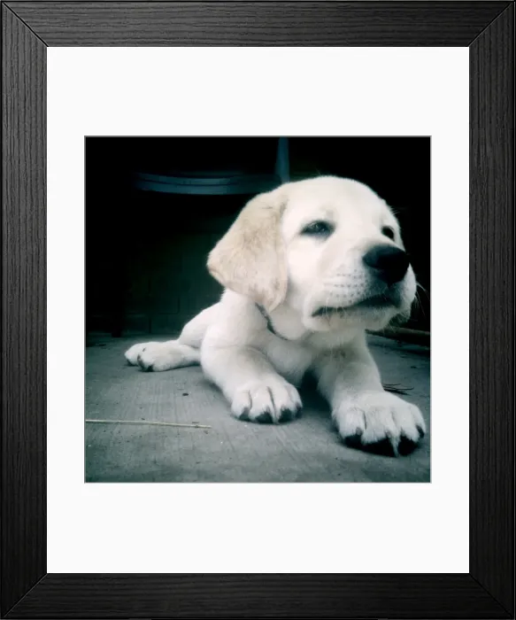 Framed Print : Labrador puppy