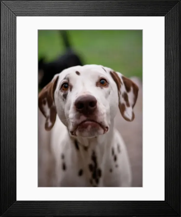 Framed Print : Dogs. Australian Views ANIMALS: Dogs Framed Print : Dogs. Australian Views ANIMALS: Dogs