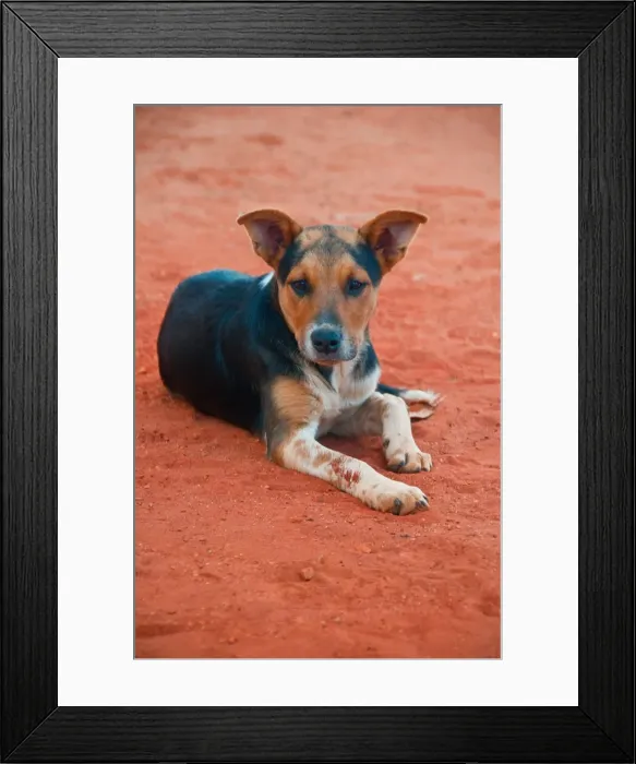 Framed Print : Dogs. Australian Views ANIMALS: Dogs