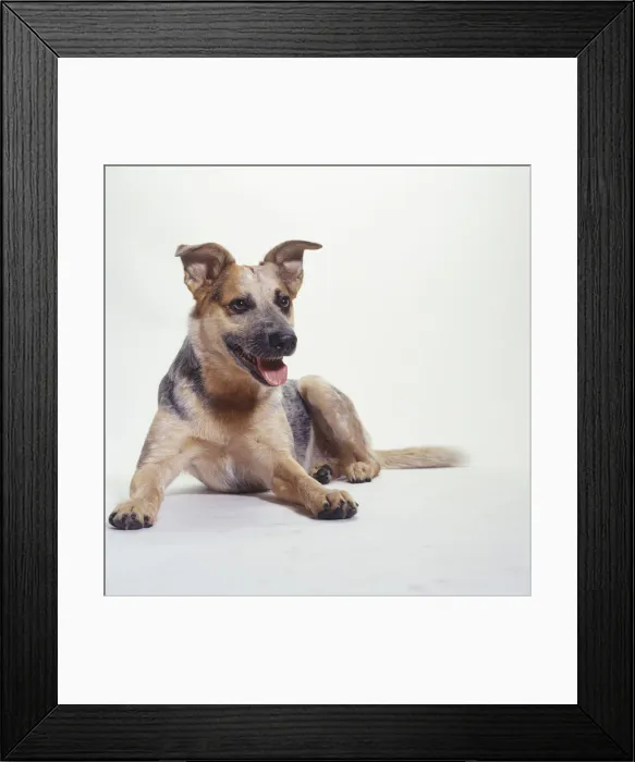 Framed Print : Australian Cattle Dog Lying Down, (Portrait) Framed Print : Australian Cattle Dog Lying Down, (Portrait)