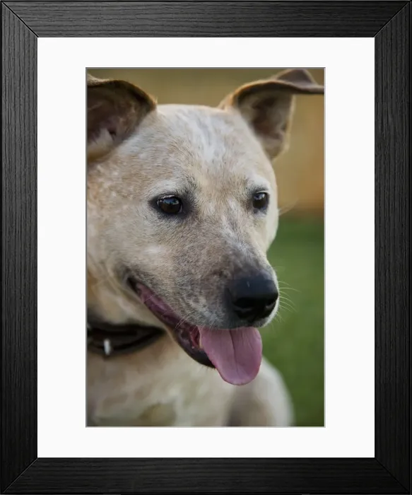 Framed Print : Portrait of a dog