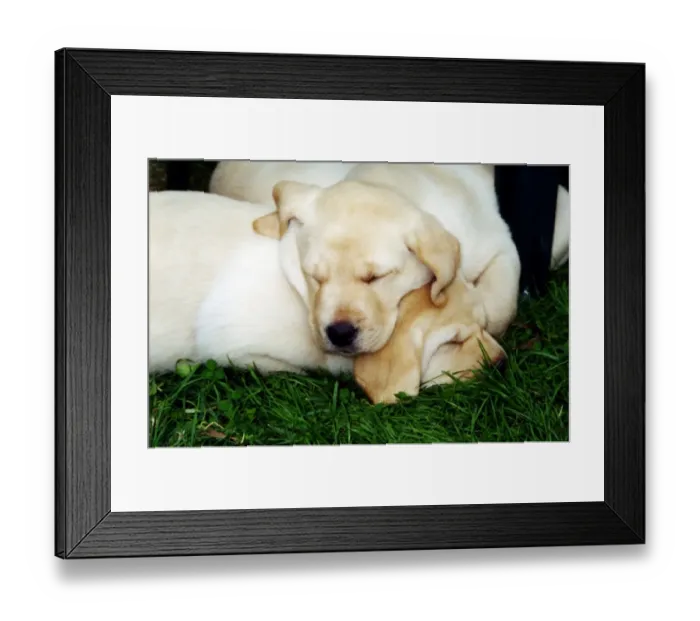 Framed Print : Labrador Puppies