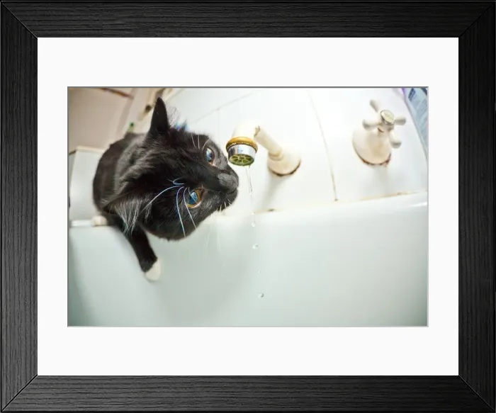 Framed Print : Cute kittens drinking from the tap Framed Print : Cute kittens drinking from the tap