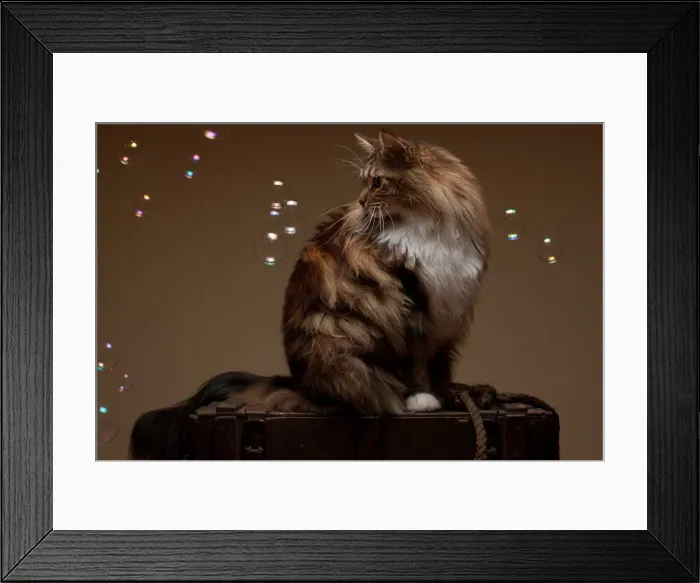 Framed Print : Maine Coon