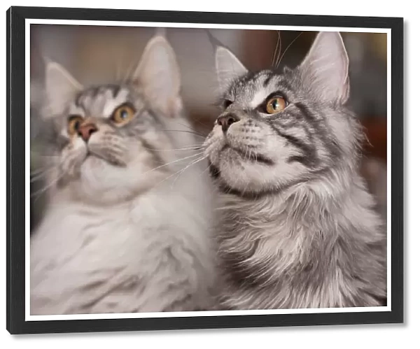 Sibling Maine Coons