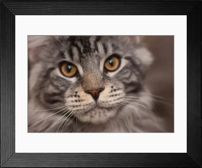 Framed Print : Funny Face Framed Print : Funny Face