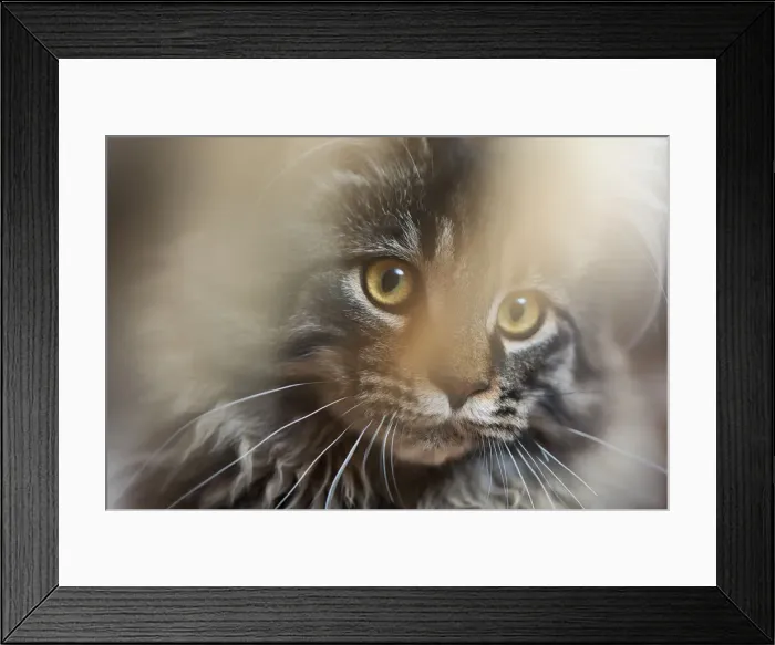 Framed Print : Leave The Chicken Alone Framed Print : Leave The Chicken Alone