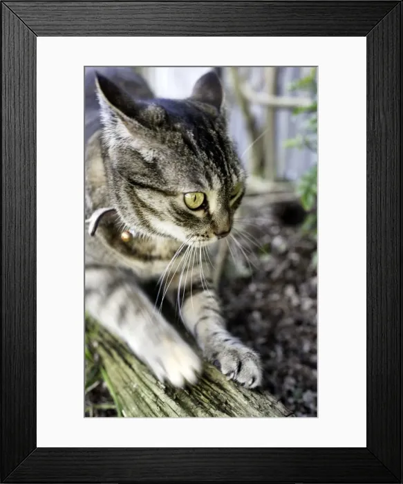 Framed Print : Housework. A domestic tabby cat using a small log as a scratching post