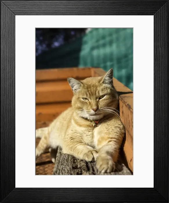Framed Print : Sun-baking