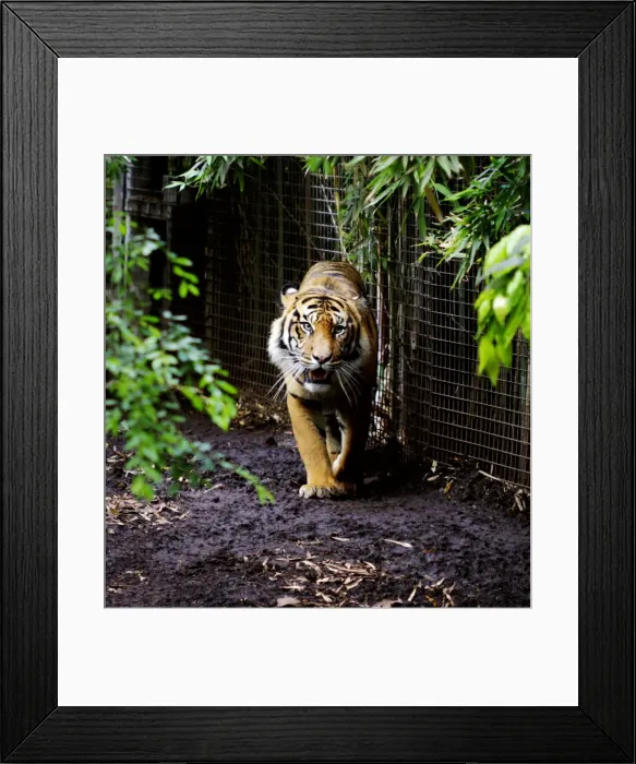 Framed Print : Eye of the tiger Framed Print : Eye of the tiger